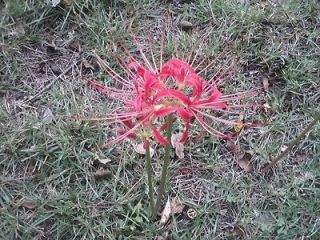   Blooming Size Bulbs Red Spider Lily Lycoris radiata  Southern Favortie