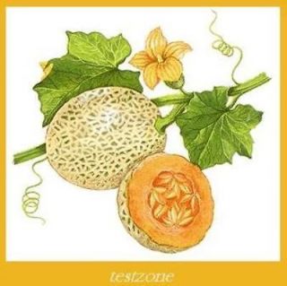 BC Cantaloupe Melon Plant  10 Seeds   Muskmelon Sweet Fruits Rich Anti 