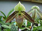 Paph wardii species orchid, blooming size, flowers are stunning