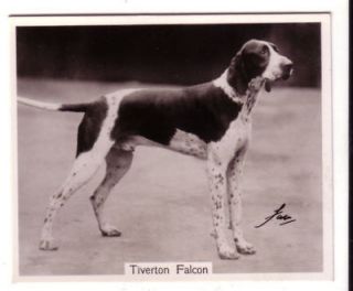 DOG English Pointer Named Champ, Large Photo Trading Card, 1938