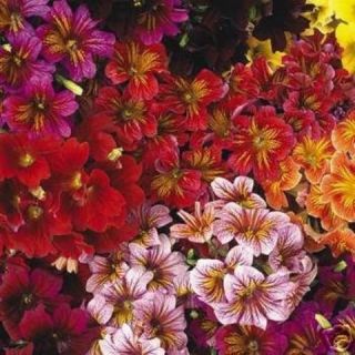 ROYALE SALPIGLOSSIS 30 SEEDS EXTREMELY COLORFUL BLOOMS FOR PLANTER OR 