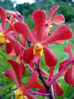 Orchid Vanda Mokara bangkok Flame