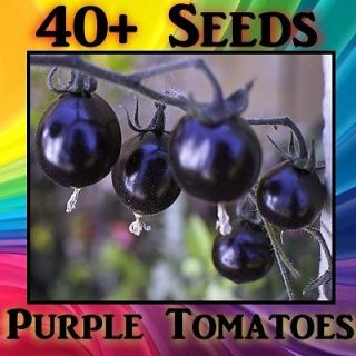 PACK 40 Cherry Purple Tomato Seeds Blue Fruit Bulk Garden Vegetable 