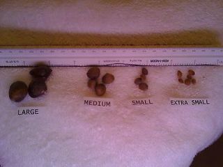 SMALL SIZE 30+ live freshwater baby clams, filter feeder,pond 