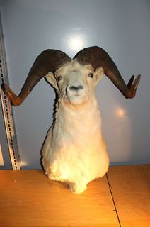 Alaska Dall Sheep Ram Shoulder Head Mount Taxidermy Trophy