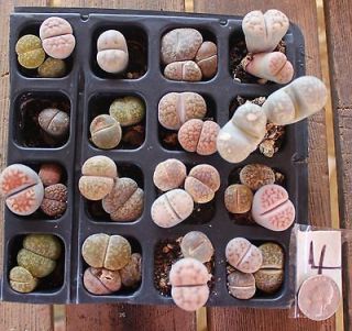 15 Misc. LITHOPS specimens LIVING STONES pebble plant