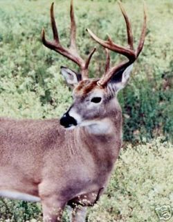 texas whitetail hunt in Hunting Trips & Leases