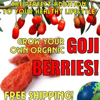   ★Wolfberry Berry Superfruit★ 100+ seeds Shade dried 5 PODS