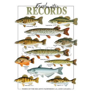 Fishing T Shirt Freshwater Records Fishes Of The Relative Northern US 