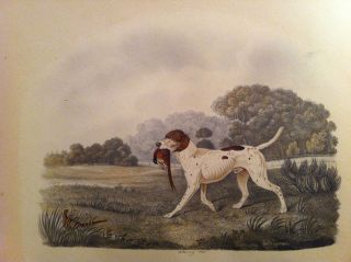 ENGLISH WATERCOLOR  POINTER DOG WITH PHEASANT  SIGNED B. FENNING 