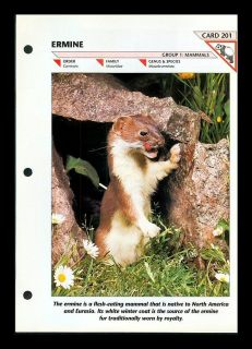 ERMINE FOLD OUT INFO SHEET WILDLIFE FACT FILE #201