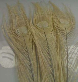 The new 10pcs white peacock tail feathers 26   30CM z94