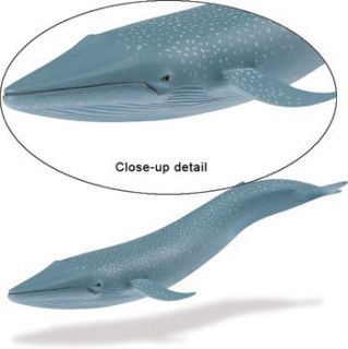 Collectibles  Animals  Fish & Marine  Whales