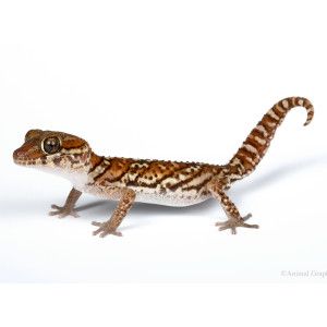 Panther Gecko   Live Pet   Sale   