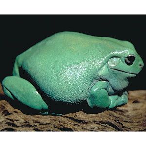 Blue Dumpy Tree Frog   Reptile   Live Pet   