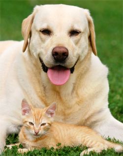 Protect your dog or cat from dangerous roundworms, hookworms, and 
