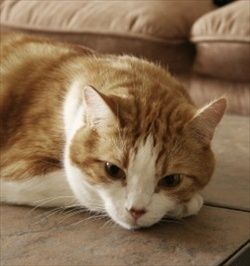 cat having a petit mal seizure may appear dazed or disoriented, and 