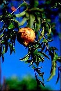 Wonderful Pomegranate LIVE FRUIT TREE Antioxidant 2 3 feet