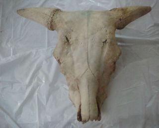 Longhorn Cow Skull   As seen in Georgia Okeeffe paintings