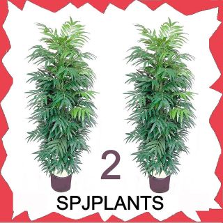   POTTED DOUBLE ARECA PALM TREE by Silk Plant Jungl bamboo phoenix