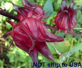   Rosella/Jamaica (Hibiscus sabdariffa) Medical Plant Herbal remedies