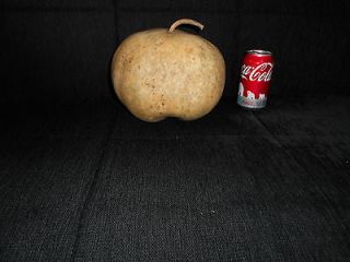 LARGE PUMPKIN SHAPED DRIED GOURD UN PAINTED WATER SEALED NO HOLE 28 