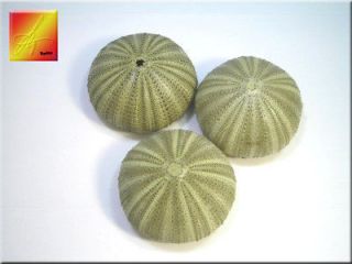 Green Sea Urchin Seashells Shells Beach Wedding Craft Nautical FREE 