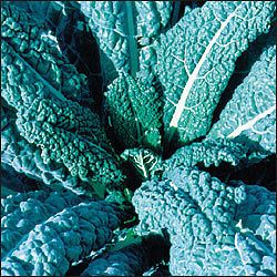 Kale Seeds   Lacinato   Dinosaur Kale Huge Yields & Tasty FREE 