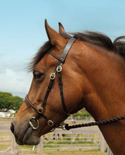Windsor Equestrian Horses In Hand Bridle   Equestrian Supplies