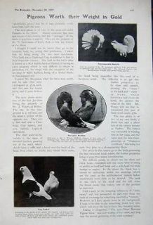 1905 Prize Fantail Pigeons Jacobins Turbits Birds Show