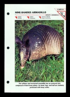 THE NINE BANDED ARMADILLO MAMM​AL FOLD OUT INFO SHEET WILDLIFE FACT 