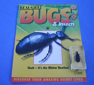 REAL LIFE BUGS & INSECTS TAXIDERMY CHINESE BLISTER BEETLE No 22 