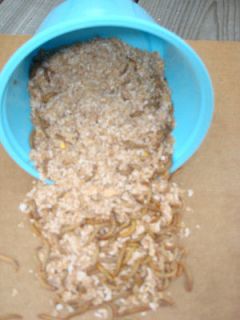 500 + live mealworms 100 % organic $11.00 and  medium 