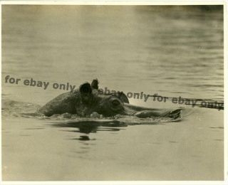 Vintage Old Photos African Wildlife Hippos Hippopotamus Swimming 