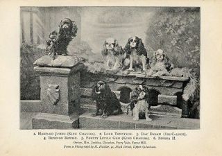 King Charles English Toy Spaniel Antique Dog Group Print 1901