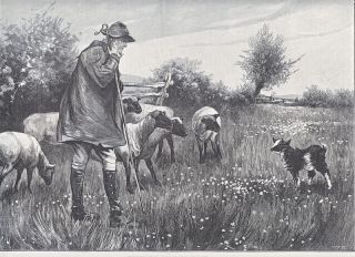 shepherd with lamb sheep kid goat antique print 1902 time