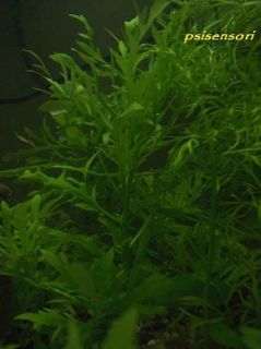 Aquarium Plant LIVE Wisteria Hygrophila Difformis