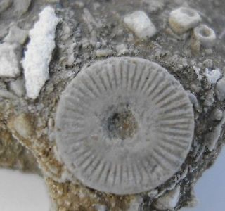 compacted mass of crinoid stem fossils in limestone time left