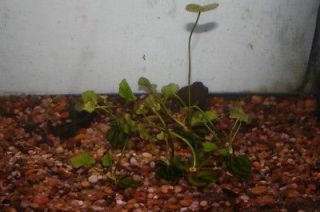 LIVE BANANA PLANT FOR YOUR AQUARIUM GREAT FOR YOUR FISH KOI,GOLD FISH 