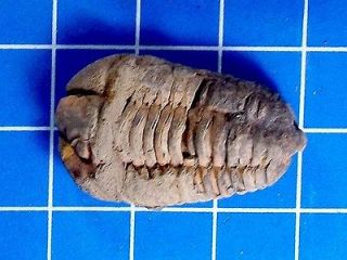 pcf large flexicalymene trilobite from morocco 112 130 time left