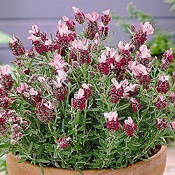 most fragrant red lavender flower seeds perennial 
