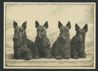 1938 VINTAGE SCOTTISH TERRIER ARDATH DOG STUDIES ETCHINGS CIGARETTE 