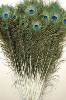 50 Pcs PEACOCK TAILS Natural Feathers 45 50 Craft/Art/Bridal/Costume 