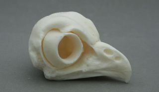 Tawny Owl Bird Skull Replica Taxidermy Study Unusual Gift Ornament