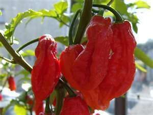   Sundried Pod with Seeds Chili Bhut Jolokia Ghost Peppers 1 Pods