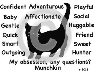 Munchkin Cat My Obsession, Any Questions? T shirt   Our Original 