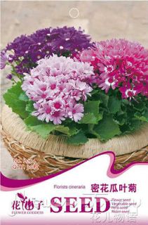   ★ 30 Florists Cineraria Flower Pink Violet Red Shock Flowers Seed