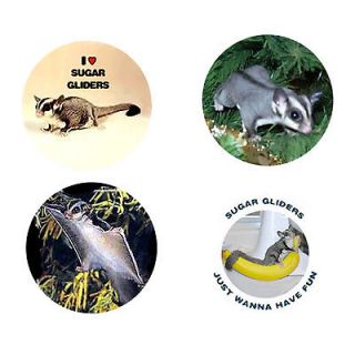 Sugar Glider Magnets 4 Sweet Sugars for your Home or Collection A 
