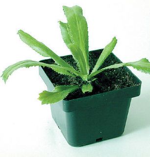 cilantro spiny culantro eryngium foetidum 10 seeds 