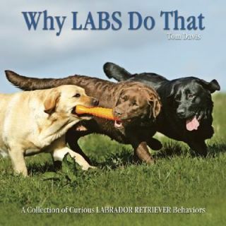 Why Labs Do That A Collection of Curious Labrador Retriever Behaviors 
